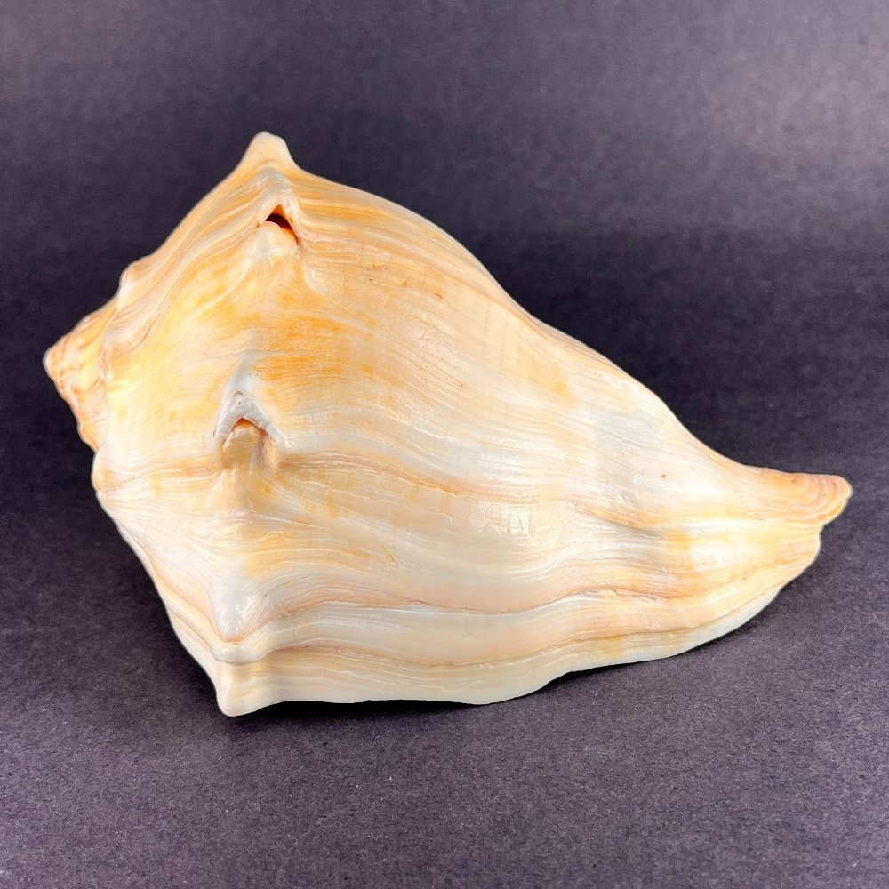 Knobbed Whelk Conch Seashell Nautical Coastal Beach Ocean Decor 7 1/2" x 5 1/2"